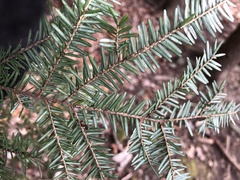 Tsuga canadensis