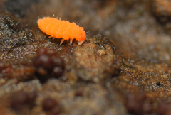 Bilobella aurantiaca