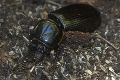 Passalus