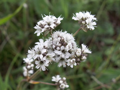 Gypsophila cephalotes