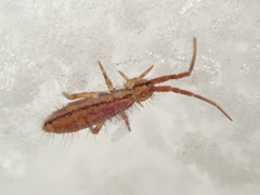 Orchesella flavescens