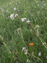 Gypsophila cephalotes