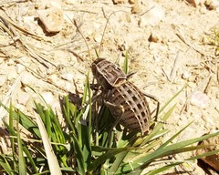 Pycnogaster sanchezgomezi constricta