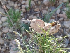 Ocnerodes soleri