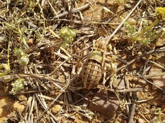 Pycnogaster graellsii