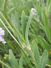 Gypsophila cephalotes