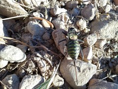 Pycnogaster valentini