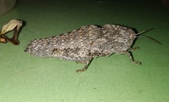 Ocnerodes prosternalis