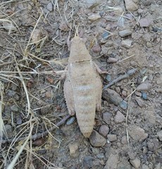 Ocnerodes prosternalis