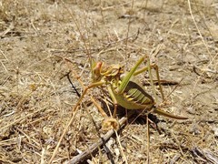 Platystolus martinezii