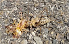 Steropleurus brunnerii