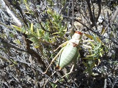 Platystolus martinezii