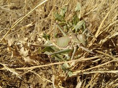 Platystolus martinezii