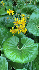 Farfugium japonicum