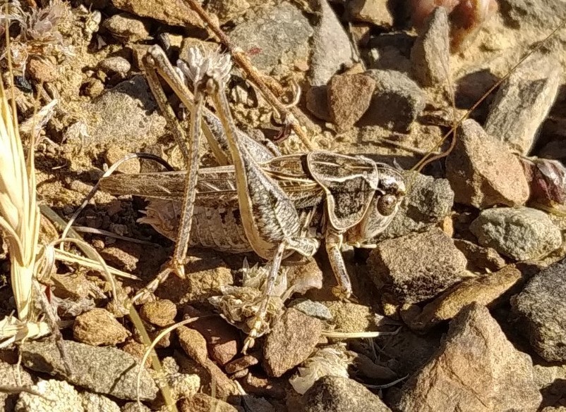 Montana carpetana