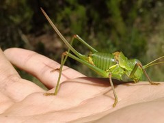 Albarracinia zapaterii