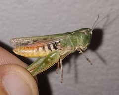 Stenobothrus bolivarii