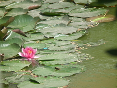 Nymphaea × khurooi
