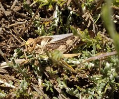 Prionotropis flexuosa