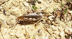 Prionotropis flexuosa