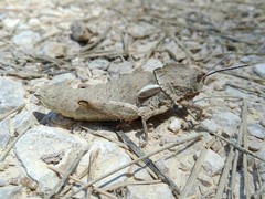 Eumigus punctatus calarensis