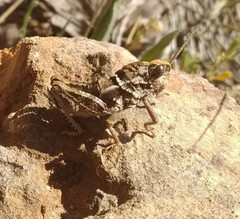 Eumigus punctatus calarensis