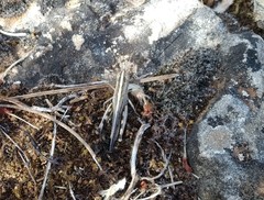 Ramburiella hispanica