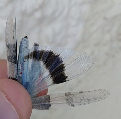 Sphingonotus lluciapomaresi