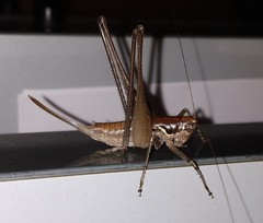 Pterolepis spoliata