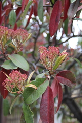 Photinia davidiana undulata