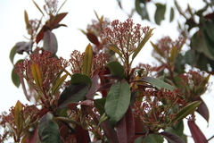 Photinia davidiana undulata