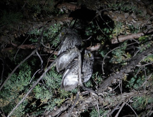 Whiskered Screech-Owl (Megascops trichopsis), a species recorded in Arizona