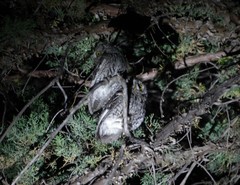 Megascops trichopsis