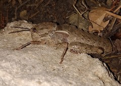 Eumigus punctatus calarensis
