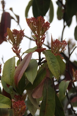 Photinia davidiana undulata