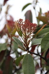 Photinia davidiana undulata