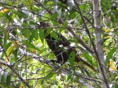 Psarocolius atrovirens