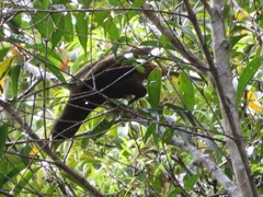 Psarocolius atrovirens