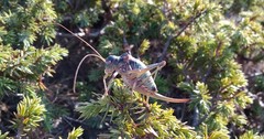 Ephippigerida areolaria