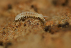 Polydesmidea
