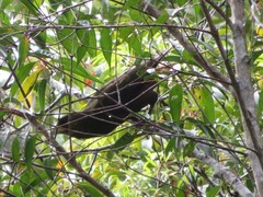 Psarocolius atrovirens