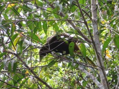 Psarocolius atrovirens