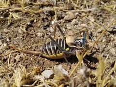 Lluciapomaresius stalii