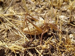 Ephippigerida diluta