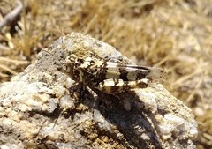 Oedipoda charpentieri