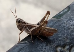 Chorthippus reissingeri