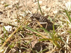 Pycnogaster sanchezgomezi constricta