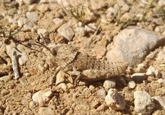 Eumigus punctatus calarensis