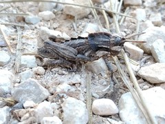 Eumigus punctatus calarensis