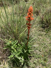 Sinningia allagophylla